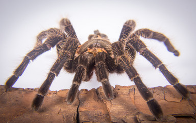 Closeup of mexican spider -tarantula (brachypelma albopilosum)