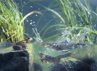 Three frogs in water surface view