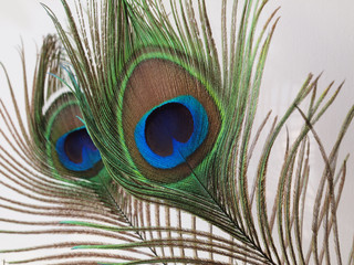 Stunning peacock feathers