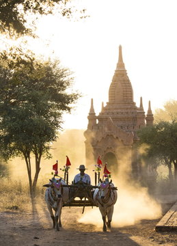 Bullock cart on a dusty track among the temples of Bagan with light from the setting sun shining through the dust, Bagan