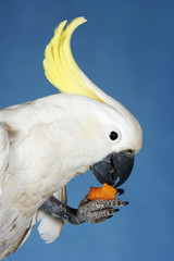 Closeup side view of a cockatoo eating against blue background