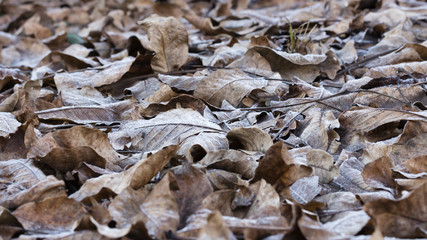 frost on leaves in winter