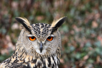 Der Blick des Uhus
