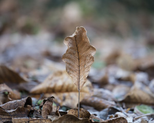frost on leaves in winter