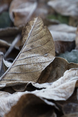 frost on leaves in winter