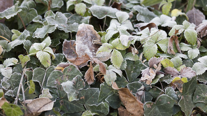 frost on leaves in winter