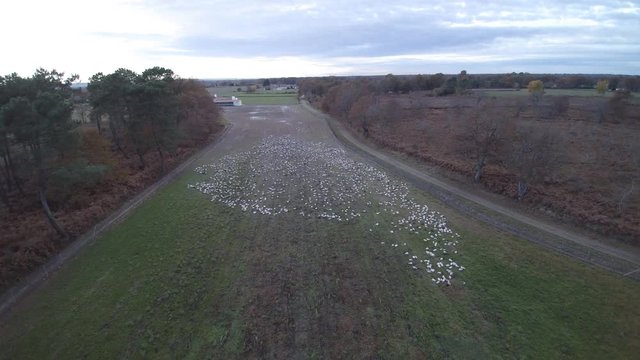survol d'un &eacute;levage de canard en France