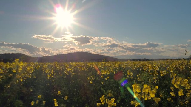 CLOSE UP: Flying through yellow brassica rapa agriculture field in sunny morning