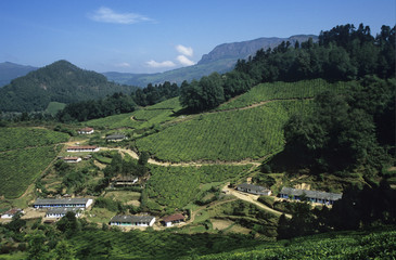 Tea plantation elevated view