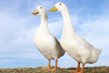 Side view of two geese standing against blue sky