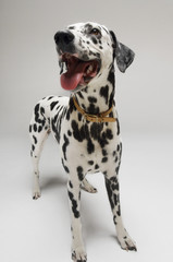 Dalmatian looking up with mouth open against white background