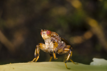 Fly on Lead with Red Eye