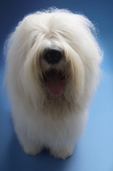 Old English Sheepdog sticking out tongue on blue background