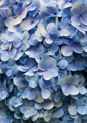 Blue Hydrangea flora background.