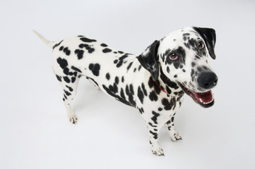 Elevated view of a Dalmatian looking up with mouth open against white background