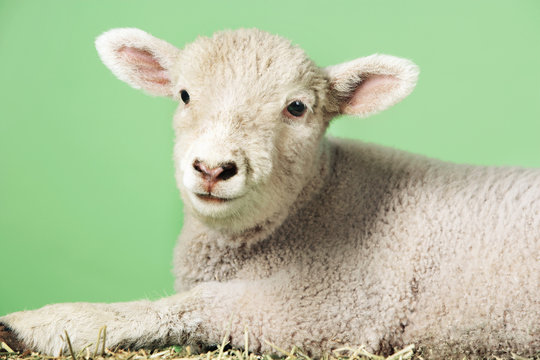Side view of a lamb against green background