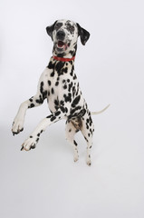 Dalmatian standing on hind legs against white background