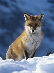 Naklejka na ściany i meble Fox sitting in snow
