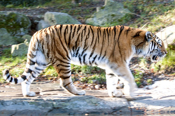 Amurtiger moving