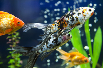 Small fishes in an aquarium