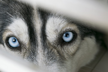 Close up on blue eyes of young siberian husky dog