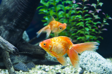 Small fishes in an aquarium