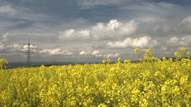 UP: High voltage power lines and electricity pylons on brassica rapa field