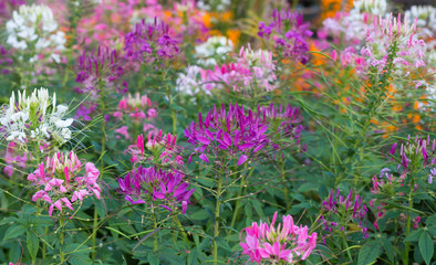 Violet cleome hassleriana blooming. Spider flower, spider plant or pink queen in garden.