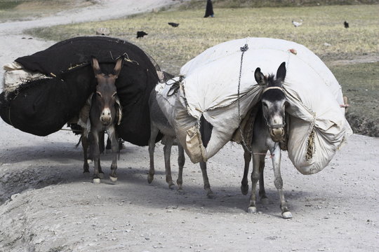 Laden donkeys, Pal-Kotal-i-Guk, between Chakhcharan and Jam, Afghanistan