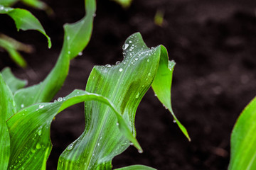 Corn leaves with drops after rain. Garden background with limited depth of field. © nskyr2