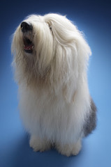 Full length of Old English Sheepdog sitting on blue background