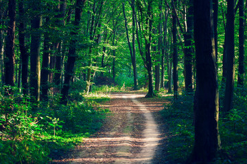 Obraz premium beautiful green forest