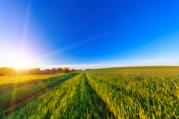 Green Field and Beautiful Sunset