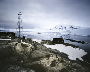 Penguins at Settlement