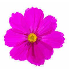 Low poly illustration One Cosmos dark pink flower on white background