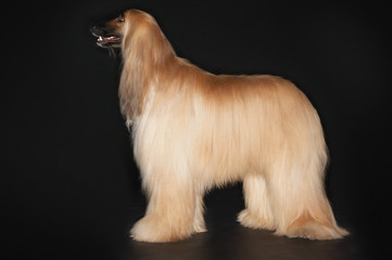 Side view of an Afghan hound standing against black background