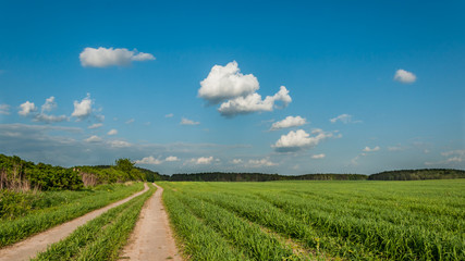 summer rural landscape. the field sandy road along bushes to the wood under the blue cloudy sky