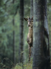 Fototapeta na wymiar Young red deer stag peeking from behind tree