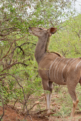 Naklejka na ściany i meble Female Kudu in the Pilanesberg Game Reserve, South Africa