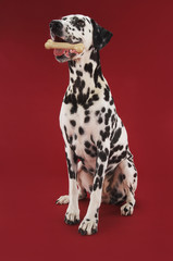 Dalmatian sitting with rubber bone in mouth against red background