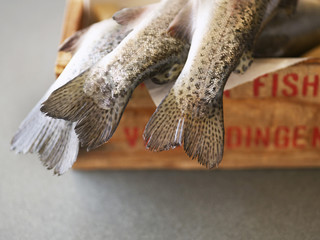 Closeup low section of fish hanging out of box
