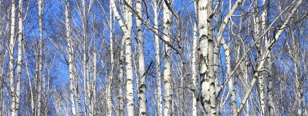 Fototapeta premium Beautiful landscape with white birches. Birch trees in bright sunshine. Birch grove in autumn. The trunks of birch trees with white bark. Birch trees trunks. Beautiful panorama.