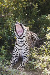 Leopard (Panthera pardus) lying in bushes yawning