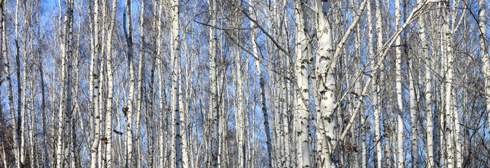 Fototapeta premium Beautiful landscape with white birches. Birch trees in bright sunshine. Birch grove in autumn. The trunks of birch trees with white bark. Birch trees trunks. Beautiful panorama.