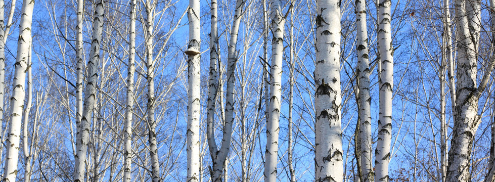 Fototapeta Beautiful landscape with white birches. Birch trees in bright sunshine. Birch grove in autumn. The trunks of birch trees with white bark. Birch trees trunks. Beautiful panorama.