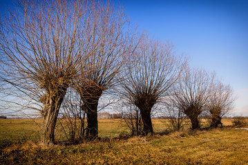 Podlaskie wierzby