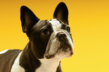 French bulldog looking away on yellow background