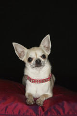 Portrait of a Chihuahua on red pillow against black background