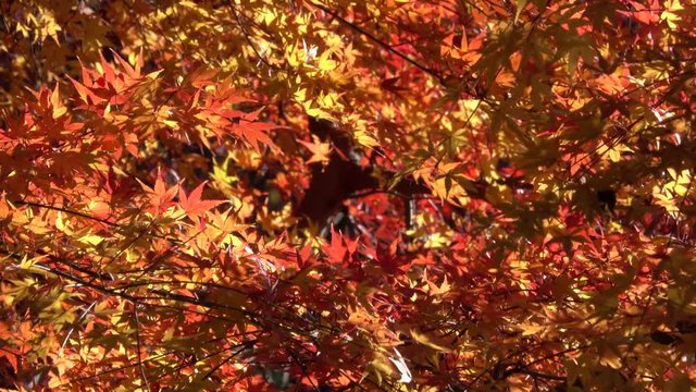 4K・揺れるもみじの葉_04-290