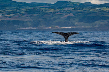 Fototapeta premium Whale Tail in Blue Ocean (Physeter macrocephalus)